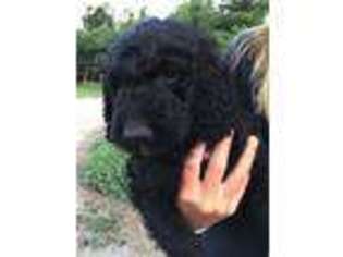 Goldendoodle Puppy for sale in Cushing, OK, USA
