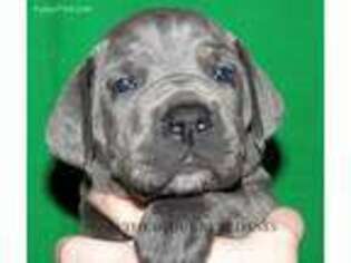 Great Dane Puppy for sale in Englewood, OH, USA