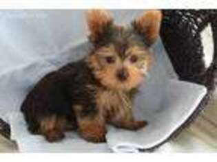 Yorkshire Terrier Puppy for sale in Riceville, IA, USA