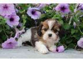 Cavapoo Puppy for sale in West Salem, OH, USA