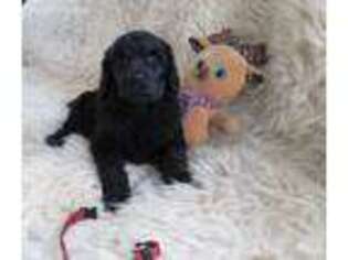 Mutt Puppy for sale in Ryegate, MT, USA