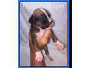 Boxer Puppy for sale in Watha, NC, USA