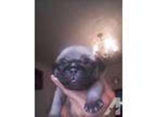 Pug Puppy for sale in OAKFIELD, GA, USA