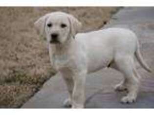 Labrador Retriever Puppy for sale in Alvord, TX, USA