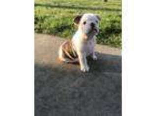 Bulldog Puppy for sale in Greenwood, AR, USA