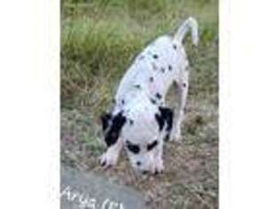 Dalmatian Puppy for sale in Fredericksburg, TX, USA
