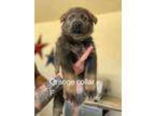 German Shepherd Dog Puppy for sale in Hollister, CA, USA