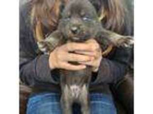 Alaskan Klee Kai Puppy for sale in Fernley, NV, USA