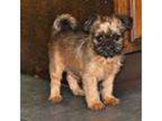 Brussels Griffon Puppy for sale in Saint Louis, MO, USA