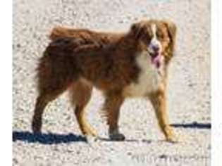 Australian Shepherd Puppy for sale in Dalhart, TX, USA