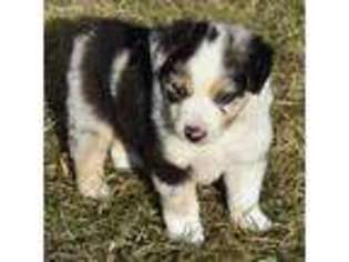 Miniature Australian Shepherd Puppy for sale in Wessington Springs, SD, USA