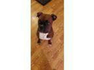 Boxer Puppy for sale in Carteret, NJ, USA
