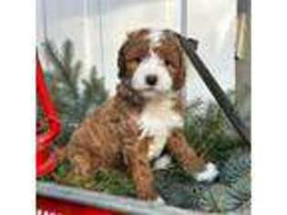 Mutt Puppy for sale in Burr Oak, MI, USA