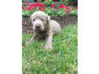 Labrador Retriever Puppy for sale in Newton, MS, USA