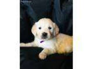 Mutt Puppy for sale in Paradise, PA, USA