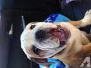 Bulldog Puppy for sale in RICHMOND, CA, USA