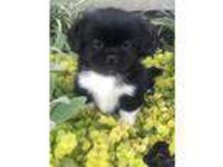 Tibetan Spaniel Puppy for sale in Mayslick, KY, USA