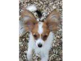 Papillon Puppy for sale in Midland, AR, USA
