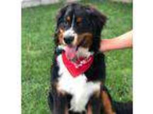 Bernese Mountain Dog Puppy for sale in Sterling, CO, USA