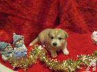 Mutt Puppy for sale in LINCOLN, NE, USA