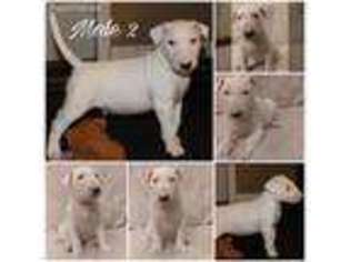 Bull Terrier Puppy for sale in Taylor, MI, USA