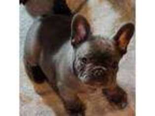 French Bulldog Puppy for sale in Farmersville, OH, USA