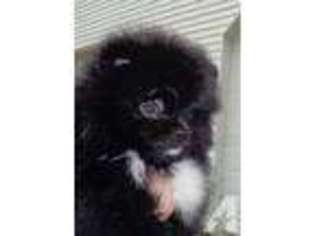 Pomeranian Puppy for sale in CRYSTAL, MI, USA