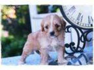 Cavapoo Puppy for sale in Vandalia, MO, USA