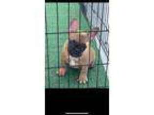 French Bulldog Puppy for sale in Konawa, OK, USA