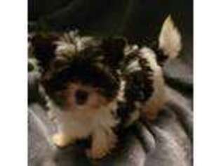 Biewer Terrier Puppy for sale in Baltimore, MD, USA