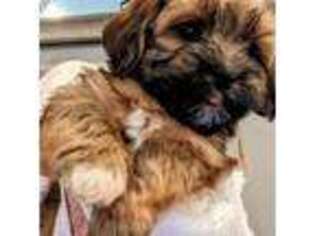 Havanese Puppy for sale in Bellingham, WA, USA