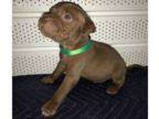 Mutt Puppy for sale in Steele, MO, USA