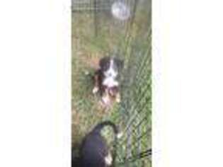 Bernese Mountain Dog Puppy for sale in Elnora, IN, USA