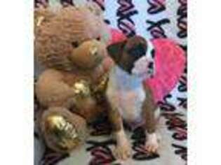 Boxer Puppy for sale in Mount Pleasant, IA, USA