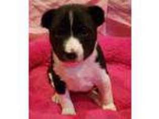 Medium Photo #1 Basenji Puppy For Sale in Texarkana, TX, USA