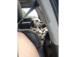 Dalmatian Puppy for sale in Canton, TX, USA