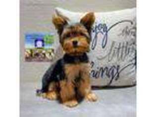 Yorkshire Terrier Puppy for sale in Tallahassee, FL, USA