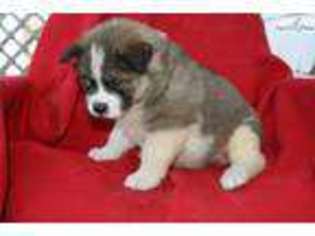 Akita Puppy for sale in Little Rock, AR, USA