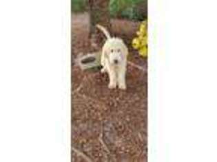 Goldendoodle Puppy for sale in Weston, FL, USA