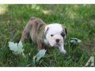 Bulldog Puppy for sale in EMPORIA, KS, USA