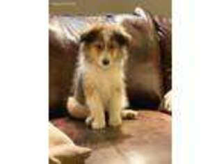 Shetland Sheepdog Puppy for sale in Greeley, CO, USA