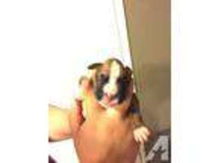 Boxer Puppy for sale in YUBA CITY, CA, USA