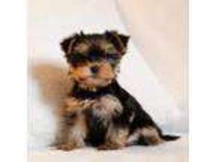 Yorkshire Terrier Puppy for sale in Boston, MA, USA