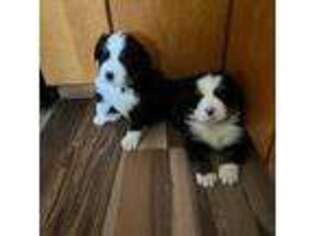 Bernese Mountain Dog Puppy for sale in Somerset, WI, USA