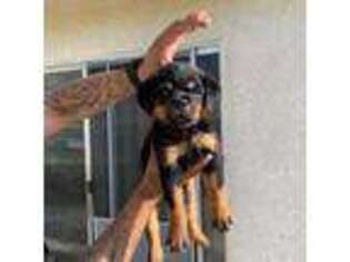 Rottweiler Puppy for sale in Highland, CA, USA