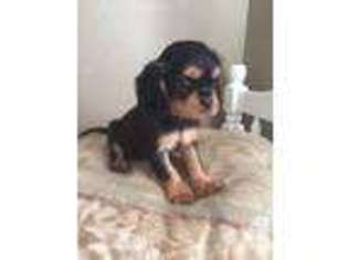 Cavalier King Charles Spaniel Puppy for sale in SEATTLE, WA, USA