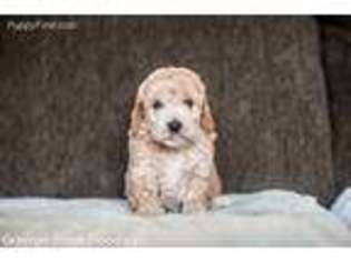 Goldendoodle Puppy for sale in Ankeny, IA, USA