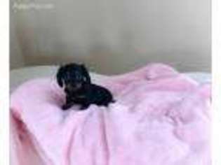 Dachshund Puppy for sale in Linesville, PA, USA