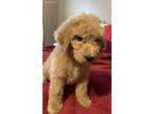 Goldendoodle Puppy for sale in Birmingham, AL, USA
