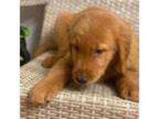 Golden Retriever Puppy for sale in Nashua, NH, USA